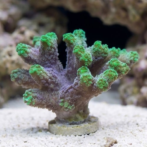 Birdsnest: Neon Green - Aquacultured