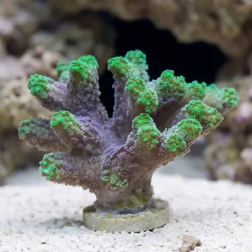 Birdsnest: Neon Green - Aquacultured