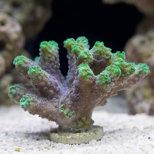 Birdsnest: Neon Green