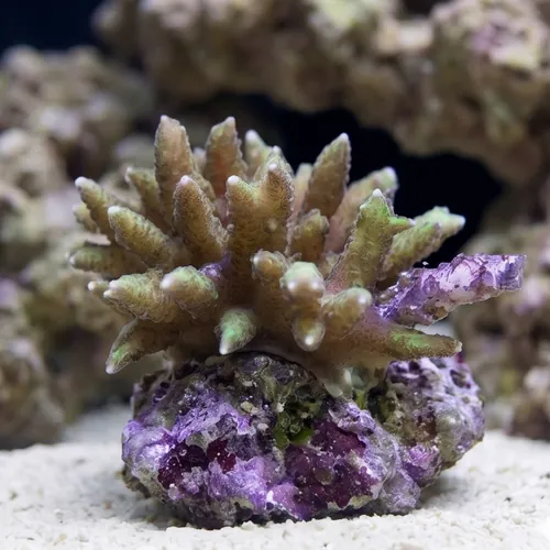 Birdsnest: Colored - South Pacific