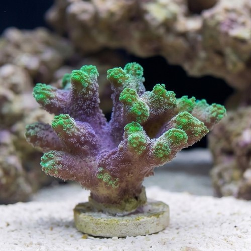 Birdsnest: Neon Green - Aquacultured