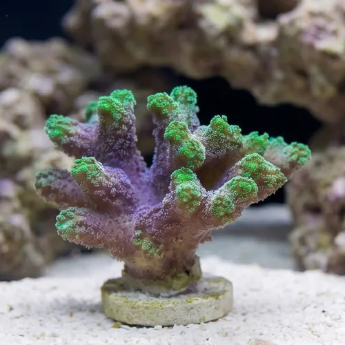 Birdsnest: Neon Green - Aquacultured