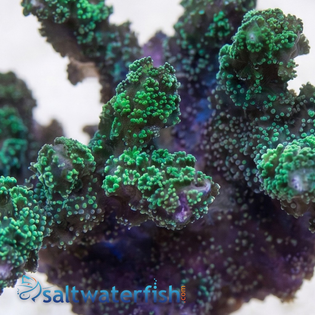Birdsnest: Green - Aquacultured