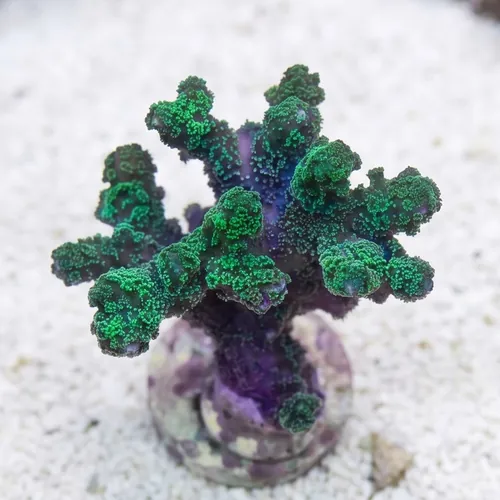 Birdsnest: Green - Aquacultured