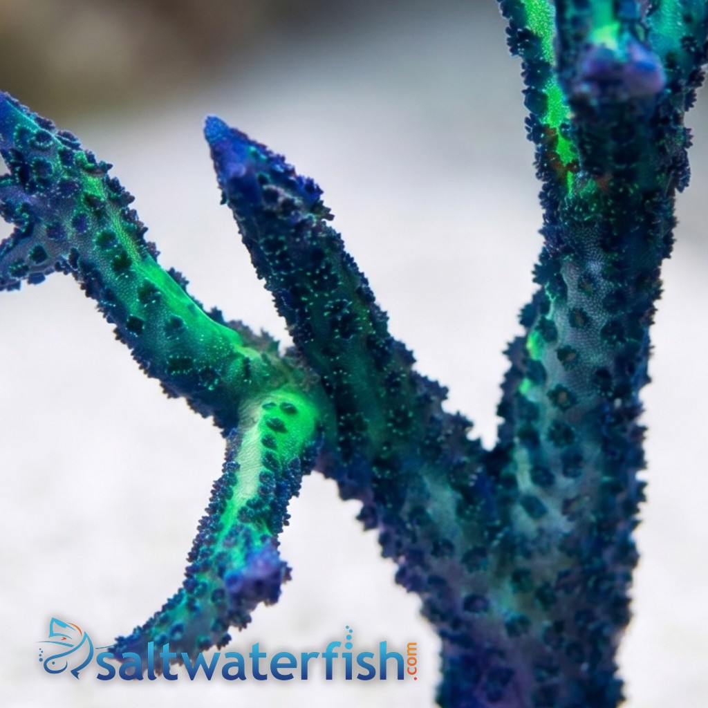 Birdsnest: Blue Polyp - Aquacultured