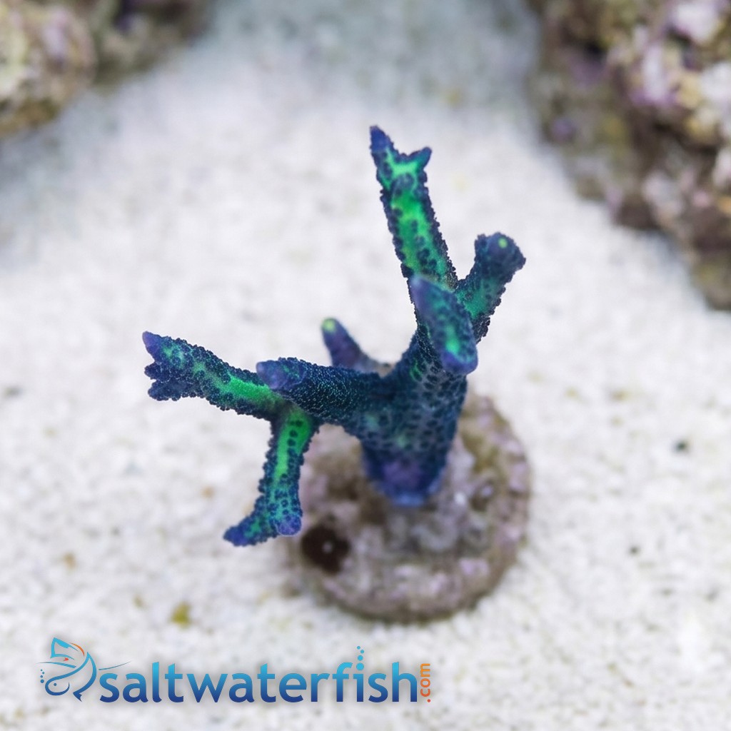 Birdsnest: Blue Polyp - Aquacultured