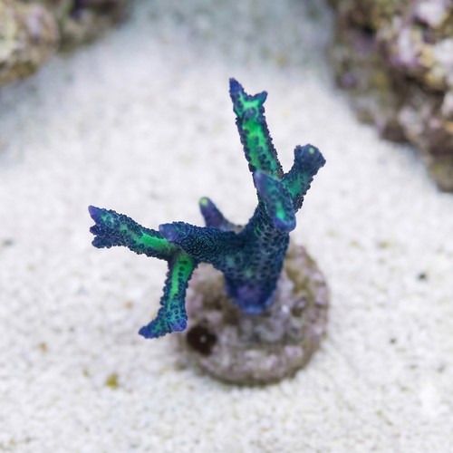 Birdsnest: Blue Polyp - Aquacultured