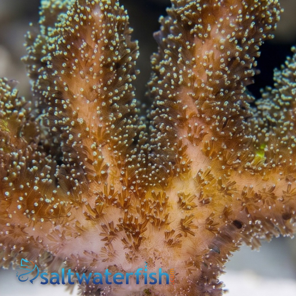 Birdsnest: Enchanted Forest - Aquacultured