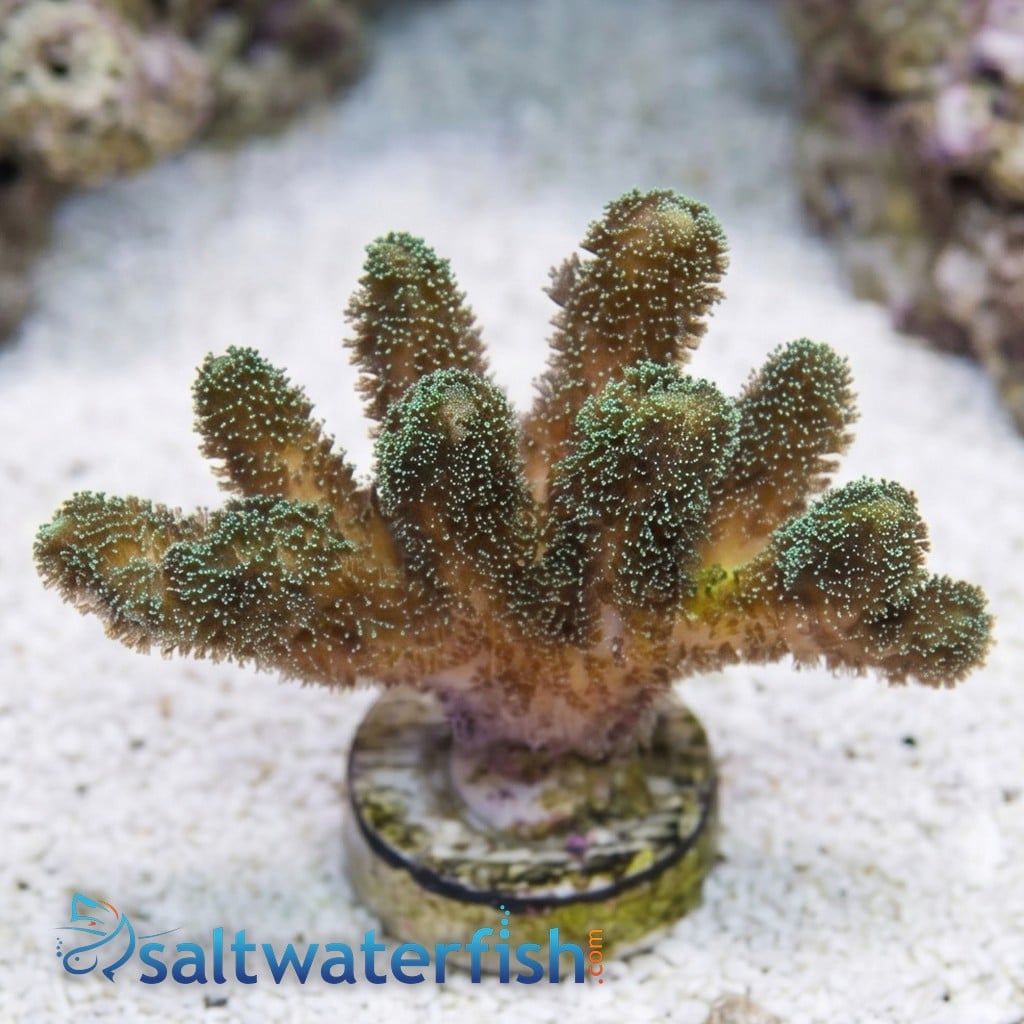 Birdsnest: Enchanted Forest - Aquacultured