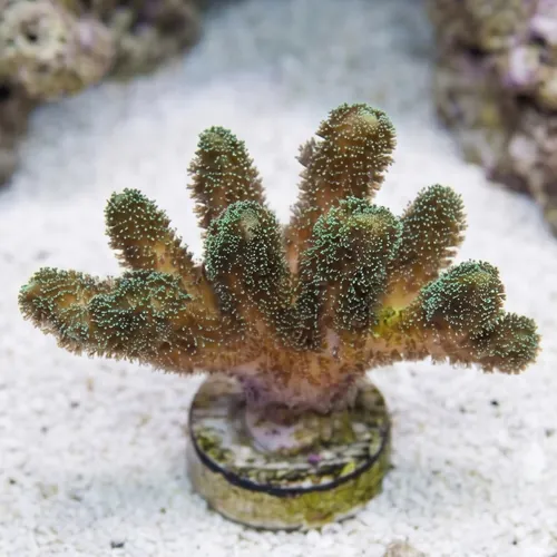 Birdsnest: Enchanted Forest - Aquacultured