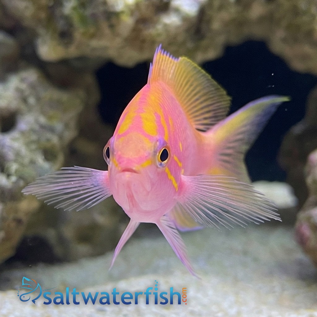 Sunburst Anthias