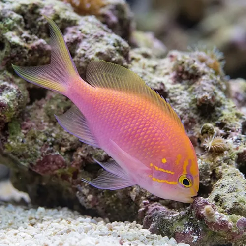 Sunburst Anthias