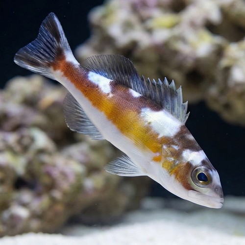 Tobacco Basslet - Atlantic
