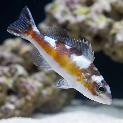Tobacco Basslet - Atlantic