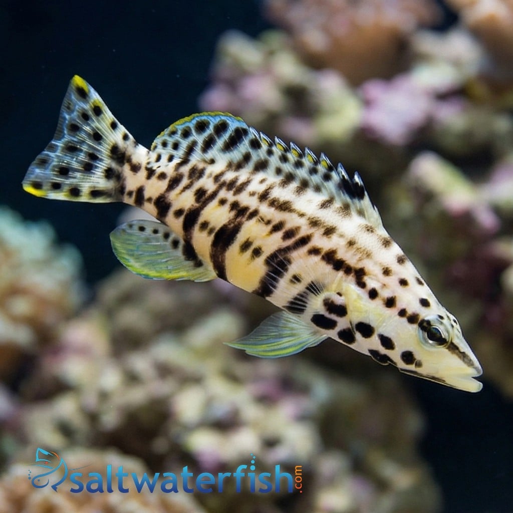 Harlequin Bass