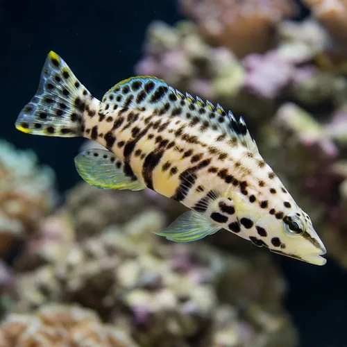 Harlequin Bass