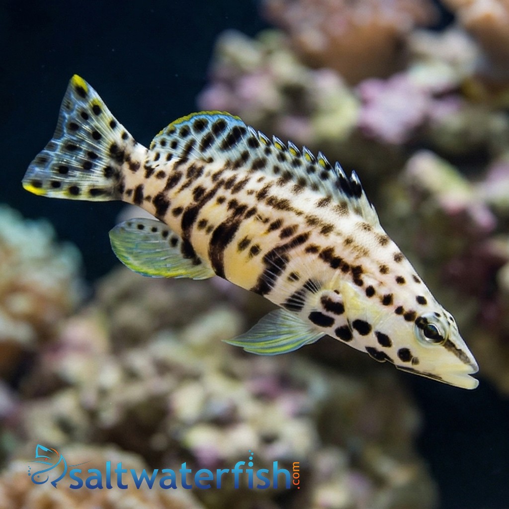 Harlequin Bass