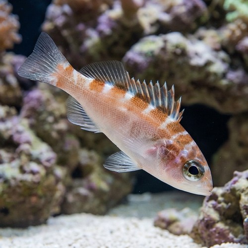 Chalk Basslet - Caribbean