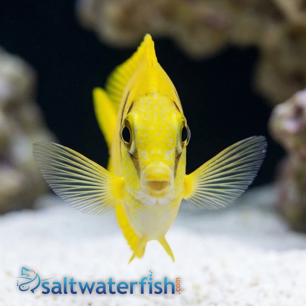 Blue-Spotted Rabbitfish
