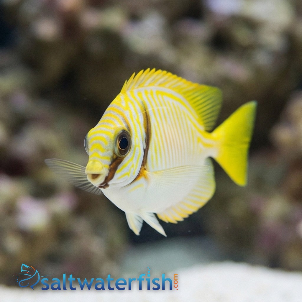 Scribbled Rabbitfish