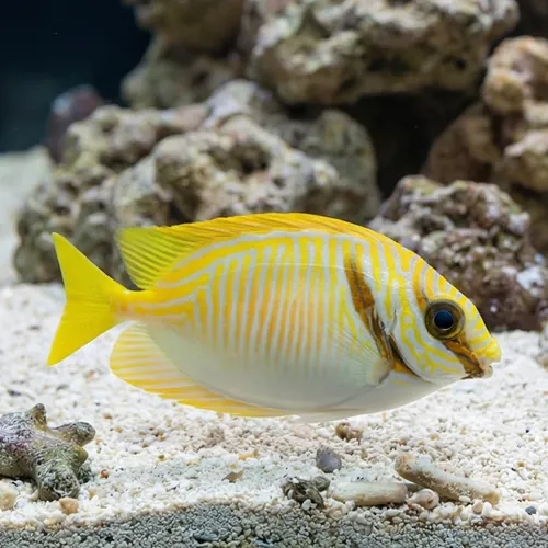 Scribbled Rabbitfish