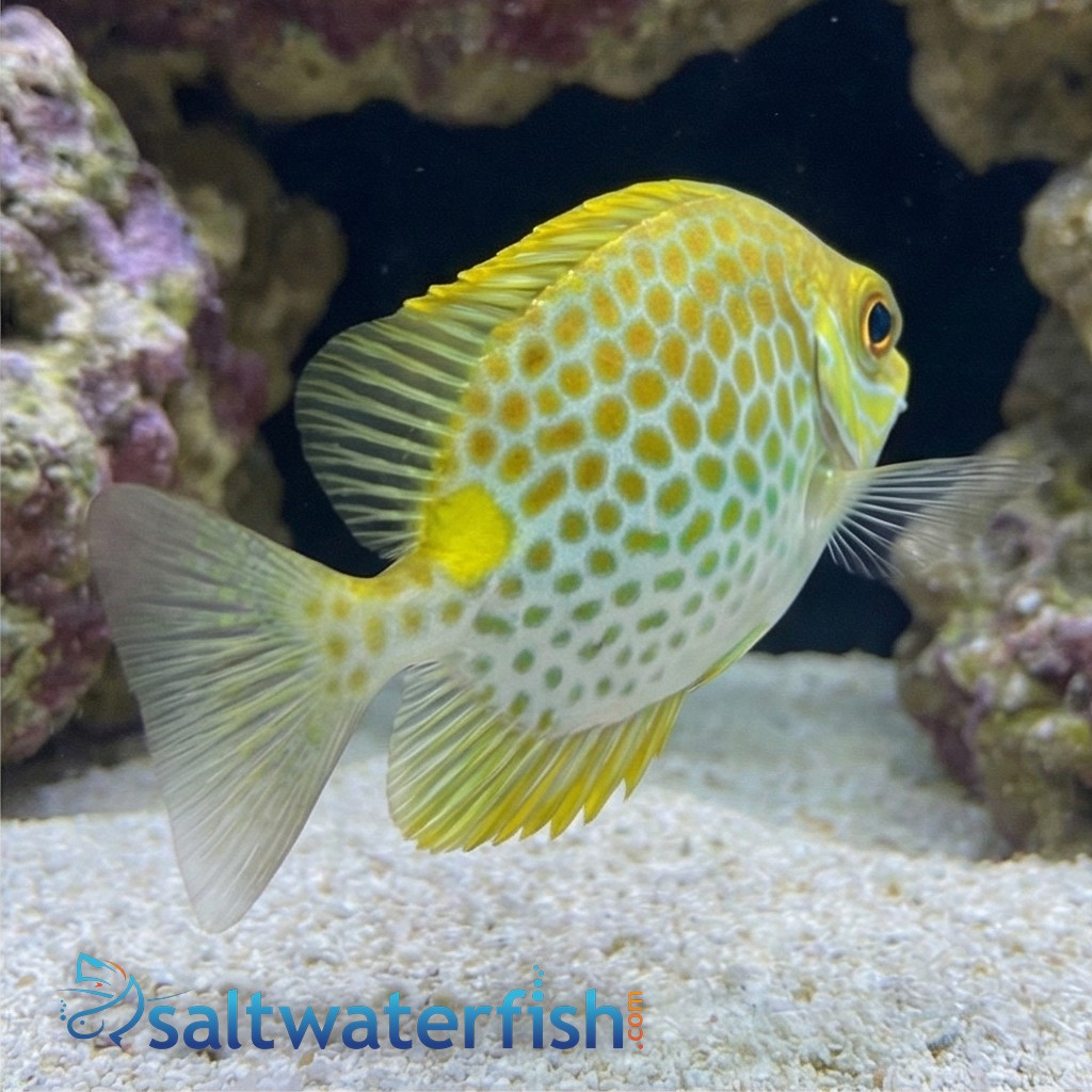 Orangespot Rabbitfish