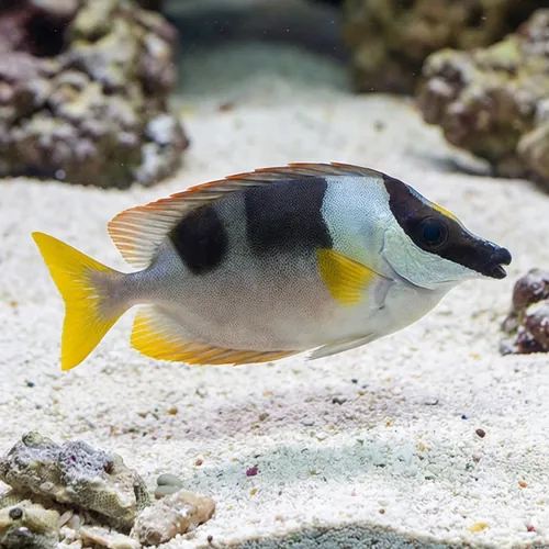 Magnificent Foxface - South Asia