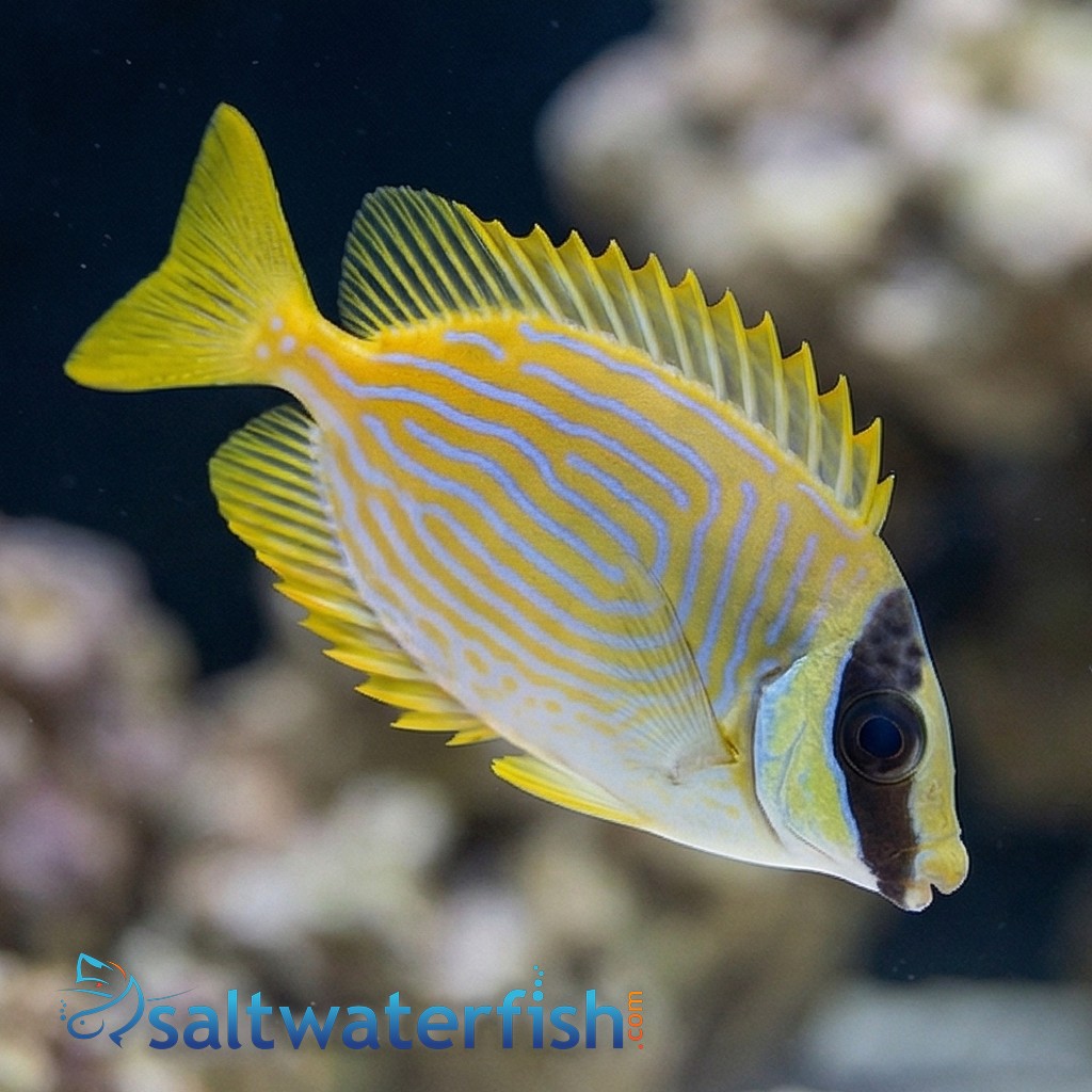 Blue Lined Rabbit Fish