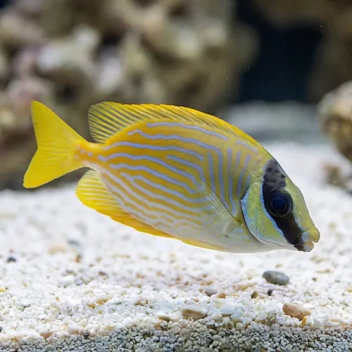 Blue Lined Rabbit Fish