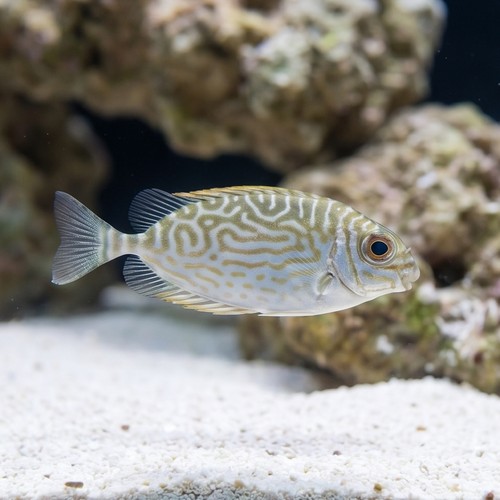 Little Spinefoot Rabbitfish - South Pacific