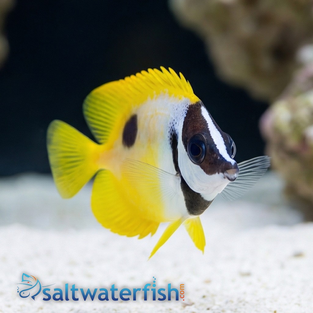 Foxface: One Spot - Rabbitfish - Saltwater Fish