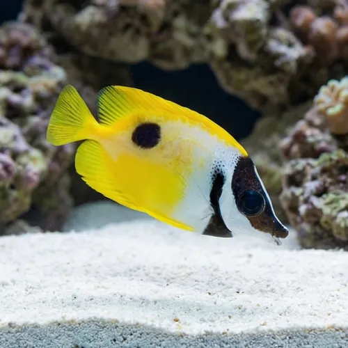 Foxface: One Spot