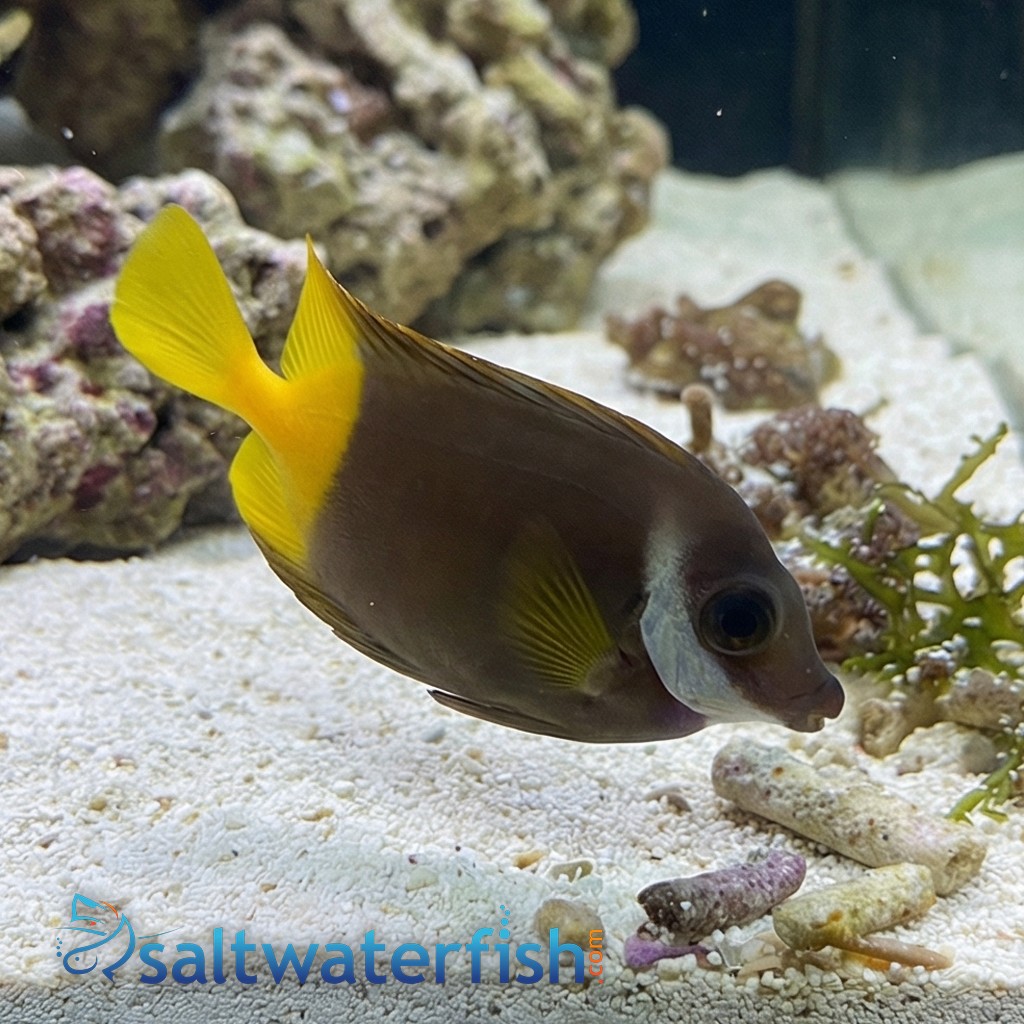 Fiji Bicolor Foxface