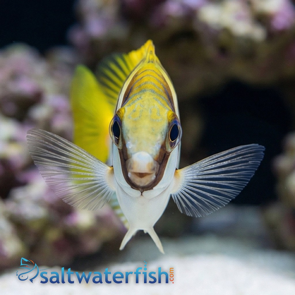 Virgate Rabbitfish