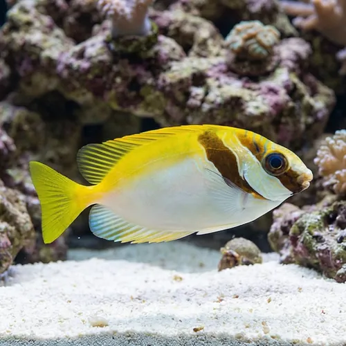 Virgate Rabbitfish