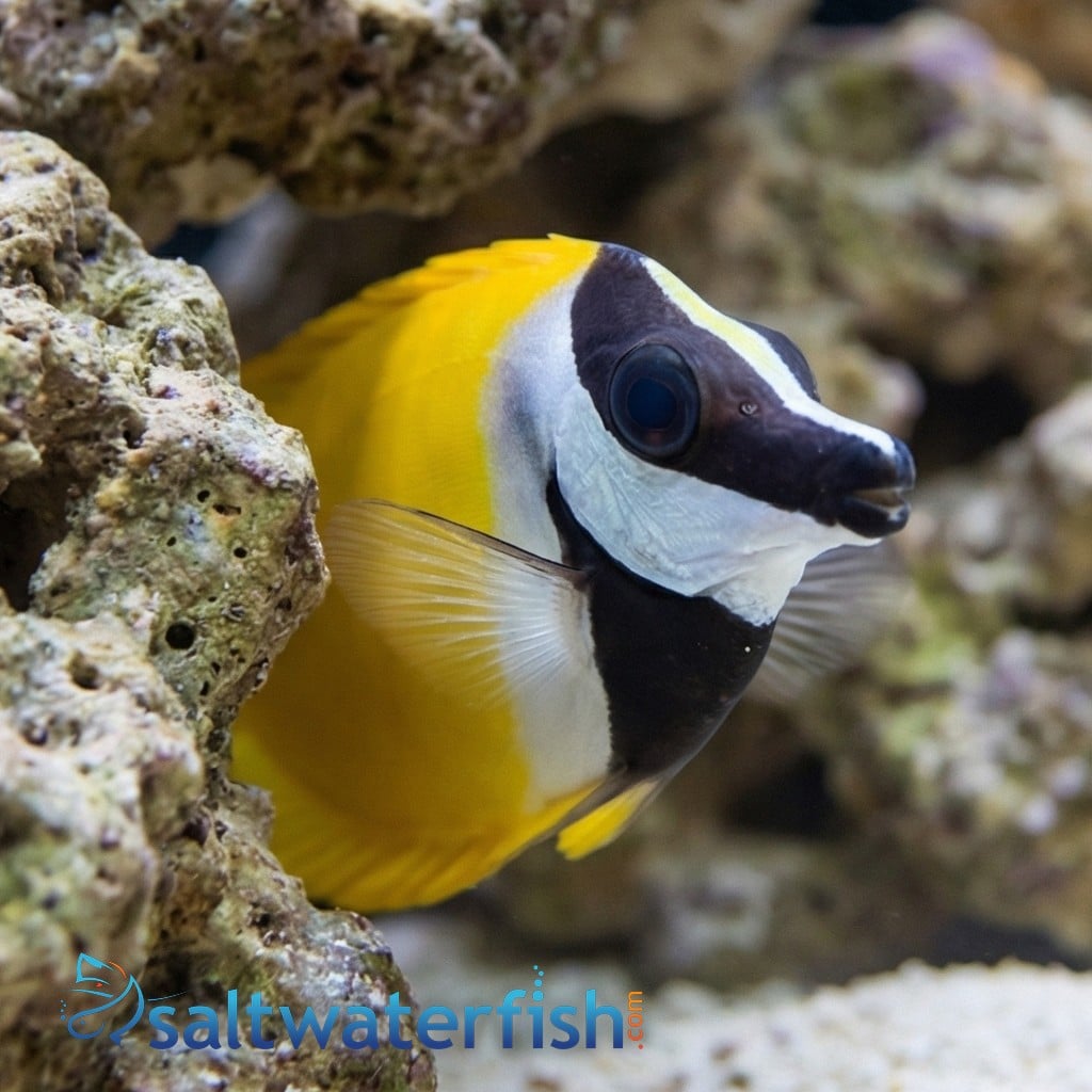 Foxface Rabbitfish