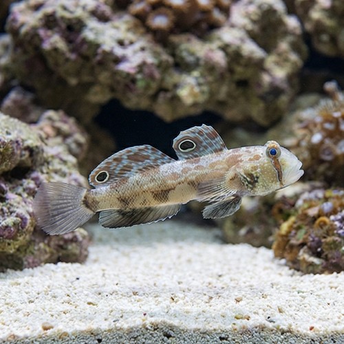 4-Wheel Drive Goby
