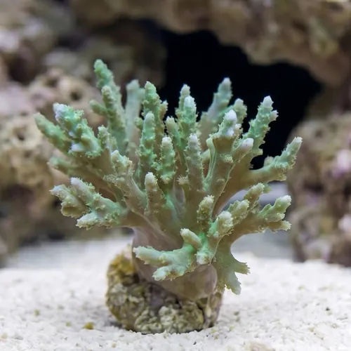 Sinularia Spaghetti Finger Leather Coral Mini : Green