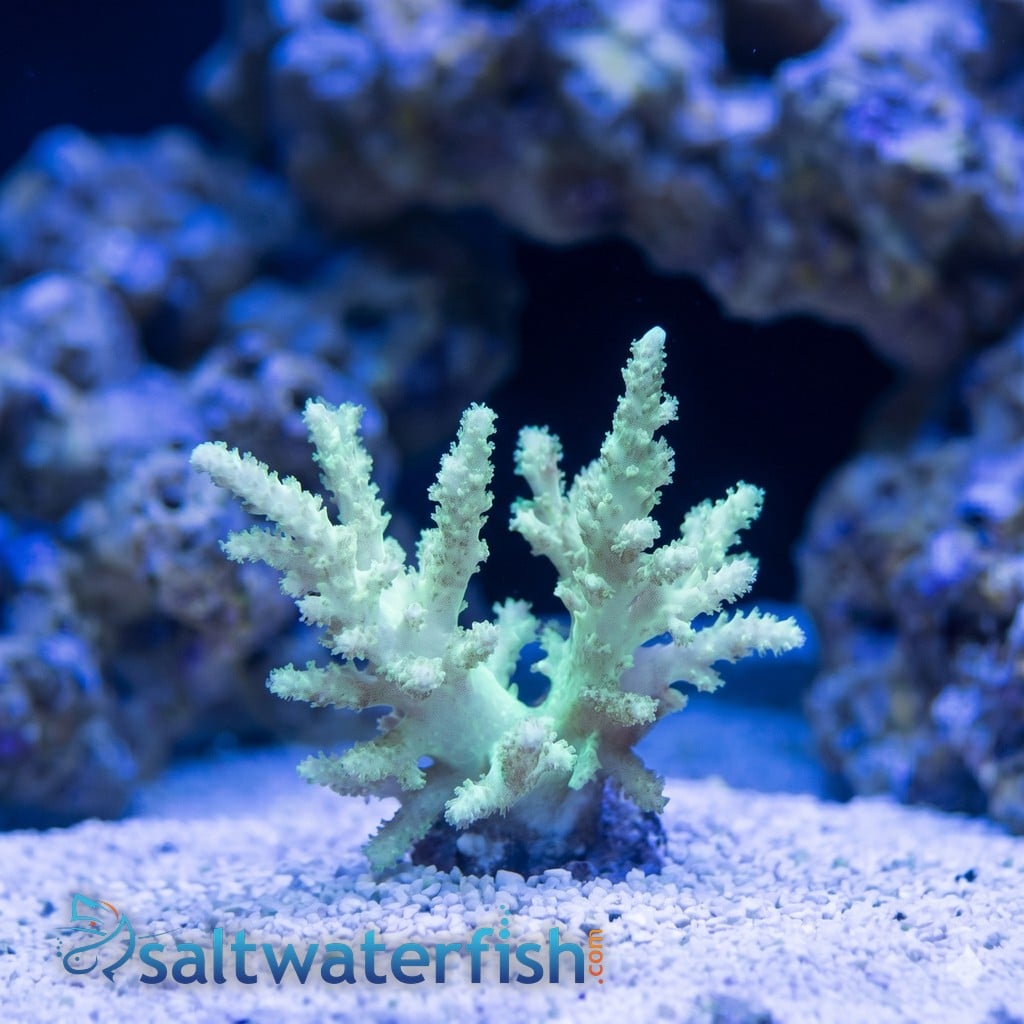 Sinularia Spaghetti Finger Leather Coral - Fiji