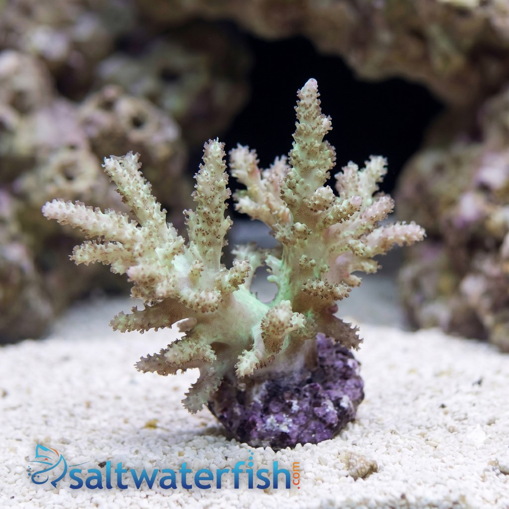 Sinularia Spaghetti Finger Leather Coral - Fiji