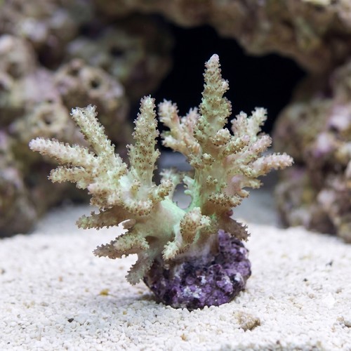 Sinularia Spaghetti Finger Leather Coral - Fiji
