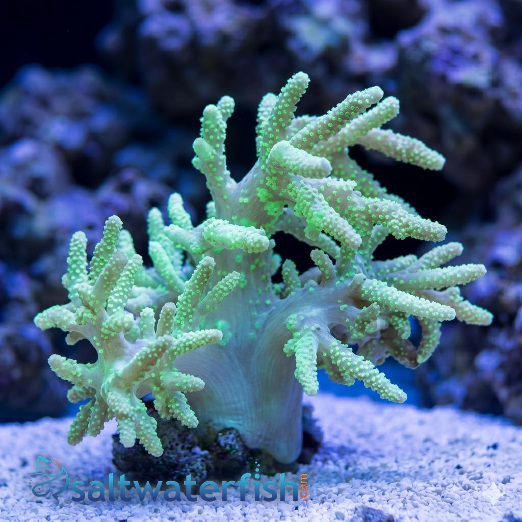 Finger Leather Coral: Mini - Aquacultured