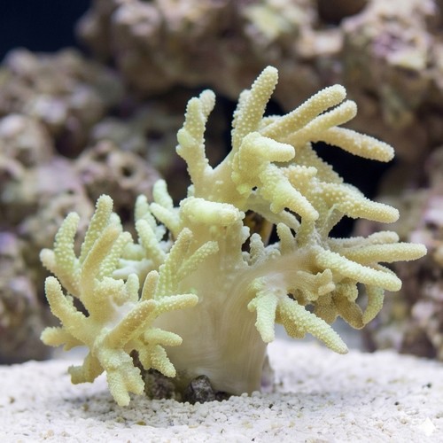 Finger Leather Coral: Green