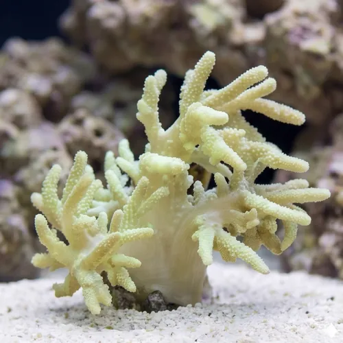 Finger Leather Coral: Mini - Aquacultured