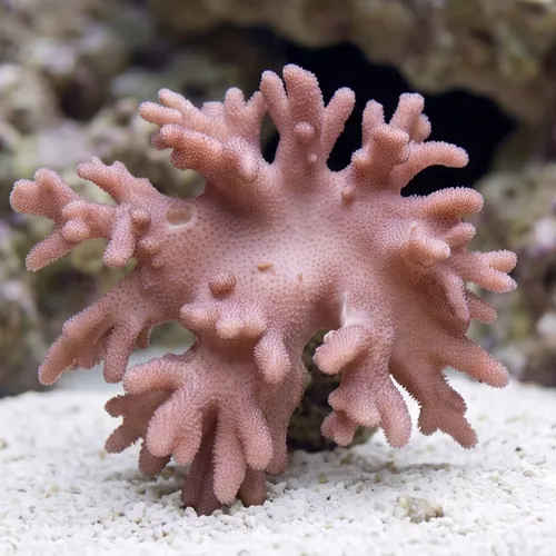Young Finger Leather Coral: Mini - Aquacultured