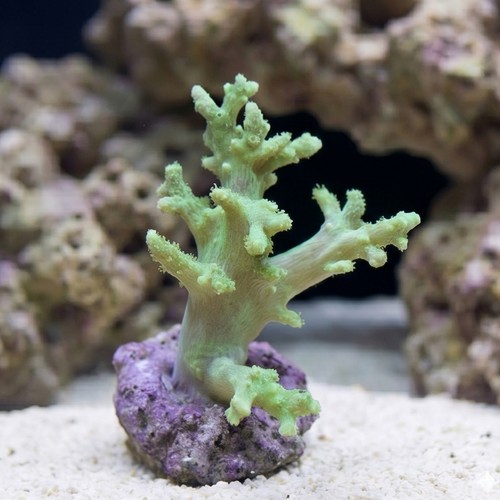 Sinularia Finger Leather Coral: Nano Green - Aquacultured