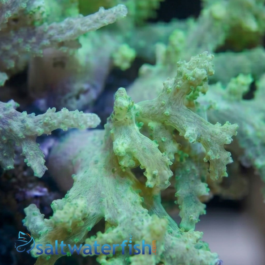 Sinularia Finger Leather Coral: Nano - Aquacultured