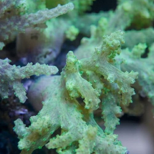 Sinularia Finger Leather Coral: Nano - Aquacultured