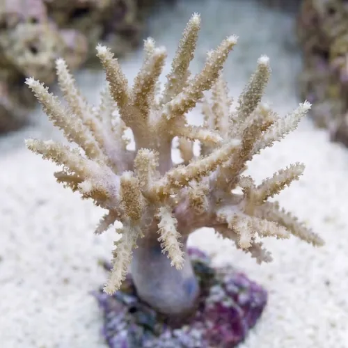 Sinularia Finger Leather Coral: Green - Aquacultured
