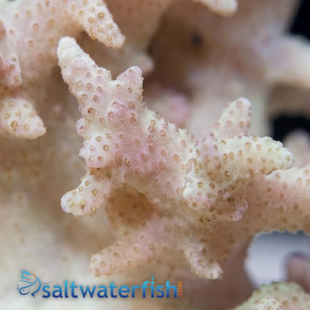 Sinularia Finger Leather Coral  